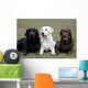 Three Different Labradors Grass