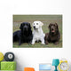 Three Different Labradors Grass