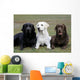 Three Different Labradors Grass