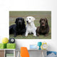 Three Different Labradors Grass