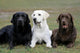 Three Different Labradors Grass
