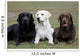 Three Different Labradors Grass