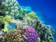 Underwater Life of a Hard-Coral Reef Wall Mural