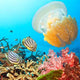 Butterflyfishes and Jellyfish Wall Decal