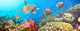 Underwater Panorama Wall Mural