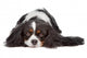 Cavalier King Spaniel Dog Wall Decal