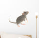 Rat