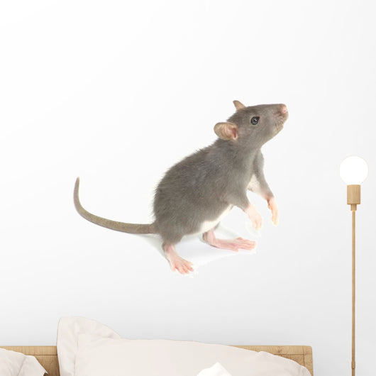 Rat