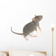 Rat