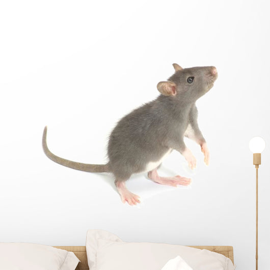 Rat
