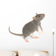 Rat