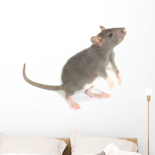 Rat
