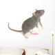 Rat