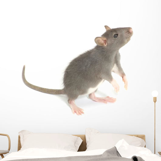 Rat