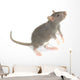 Rat