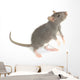 Rat