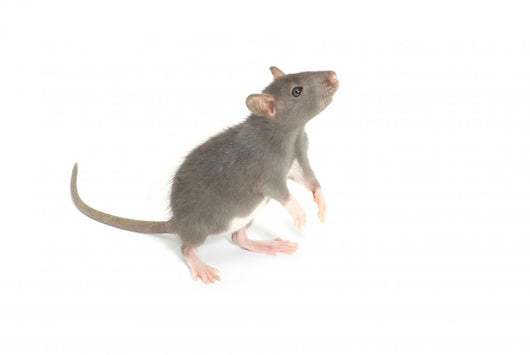Rat