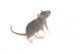 Rat