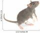 Rat