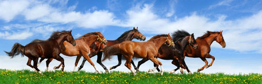 herd gallops Wall Mural