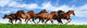 herd gallops Wall Mural