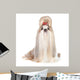 Dog Breed Shih-tzu White