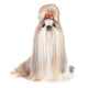 Dog Breed Shih-tzu White