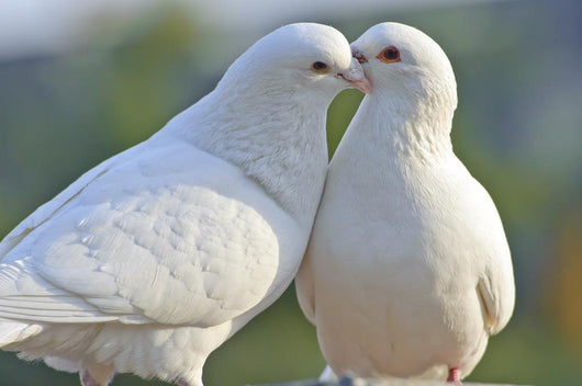 Two Loving White Doves Wall Mural