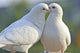 Two Loving White Doves Wall Mural