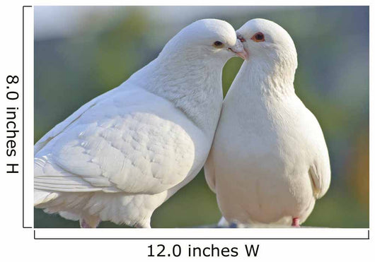 Two Loving White Doves Wall Mural