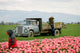 tulip farm workers Wall Mural
