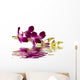 Purple Orchid