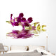 Purple Orchid