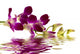 Purple Orchid