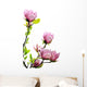 Spring Magnolia Tree Blossoms