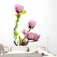 Spring Magnolia Tree Blossoms