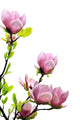 Spring Magnolia Tree Blossoms