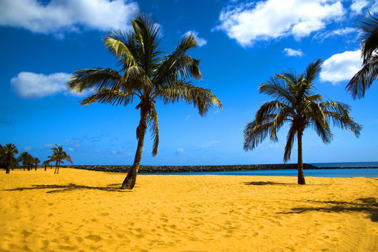 palm beach Wall Mural