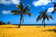 palm beach Wall Mural