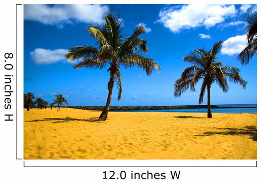 palm beach Wall Mural