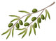 Branch Olive Tree