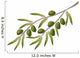 Branch Olive Tree