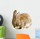 Brown Baby Bunny Wall Decal