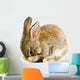 Brown Baby Bunny Wall Decal