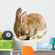 Brown Baby Bunny Wall Decal