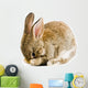 Brown Baby Bunny Wall Decal
