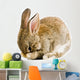 Brown Baby Bunny Wall Decal