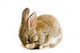 Brown Baby Bunny Wall Decal
