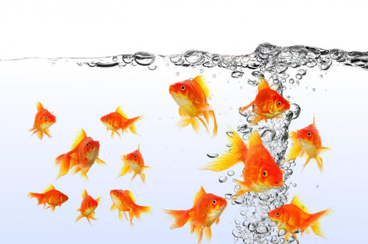 Goldfish Wall Mural
