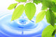 Green Leaf and Water